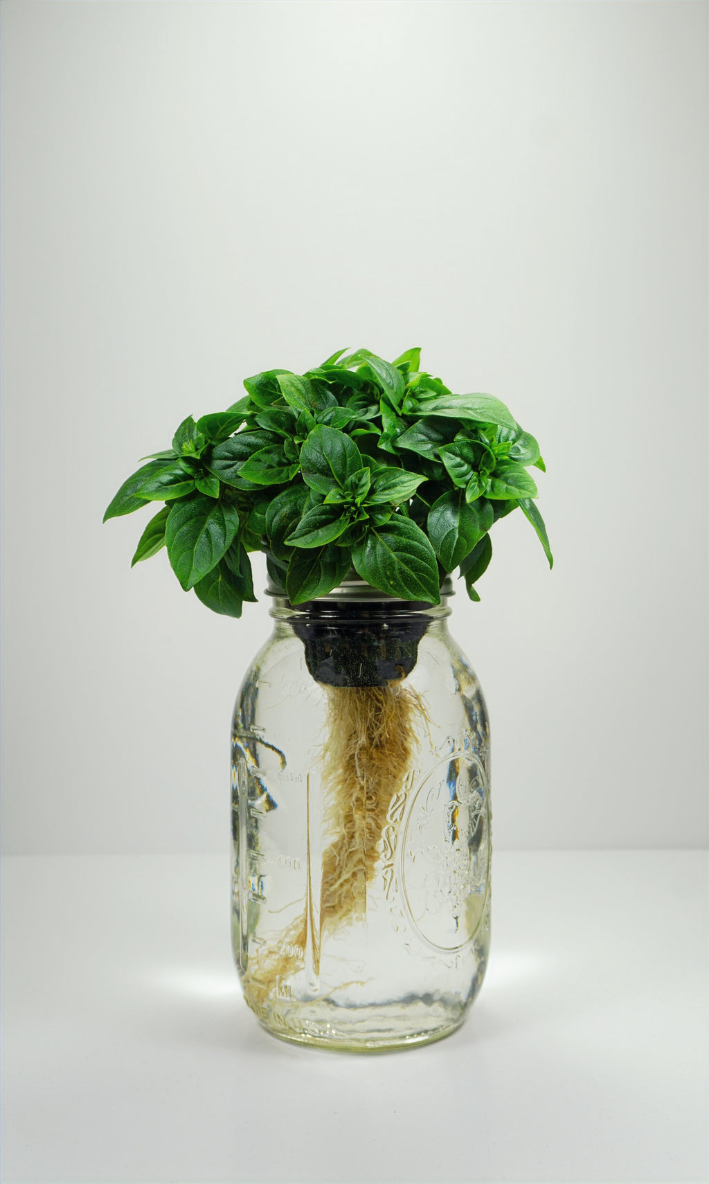 Spicy Globe Basil image 0