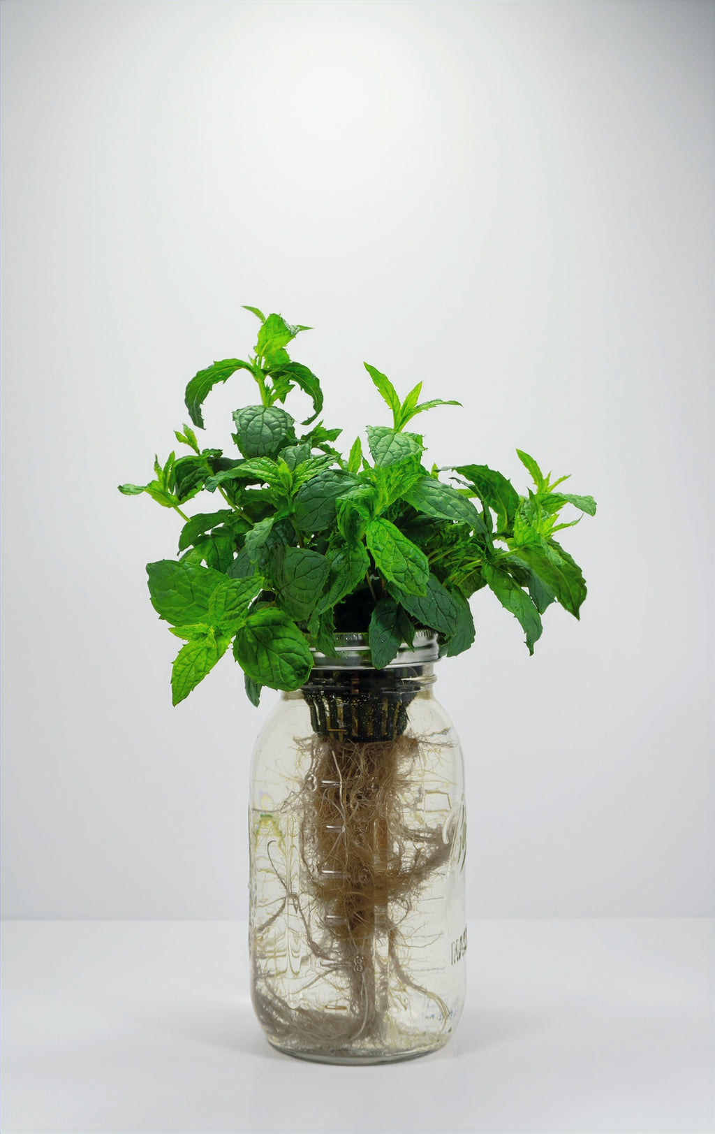 Spearmint image 0