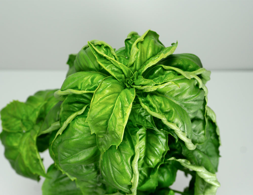Italian Large Leaf Basil image 1