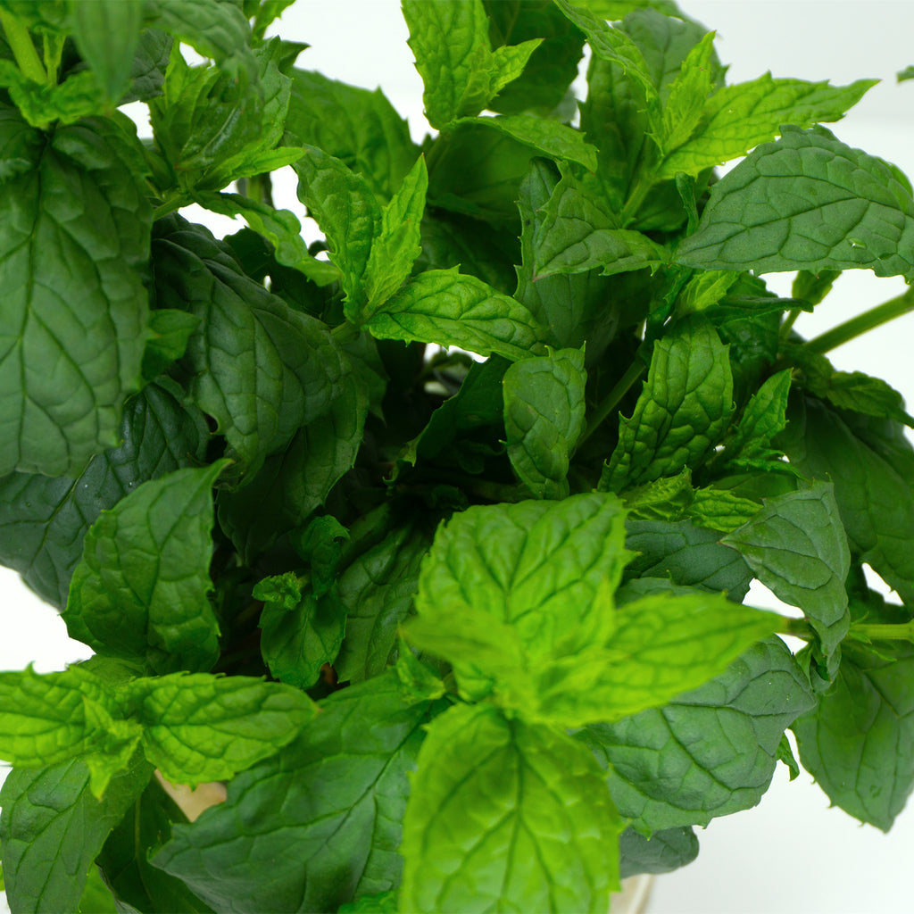 Spearmint image 1