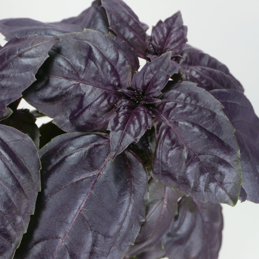 Dark Opal Basil image 1