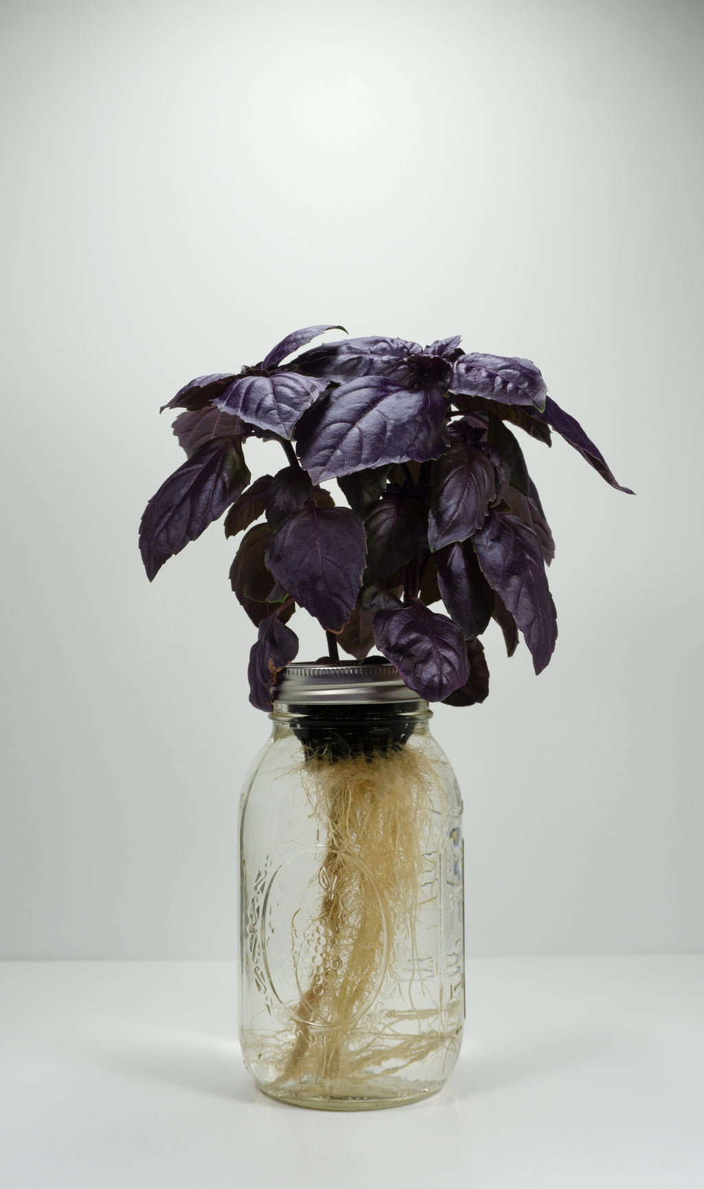 Dark Opal Basil image 0