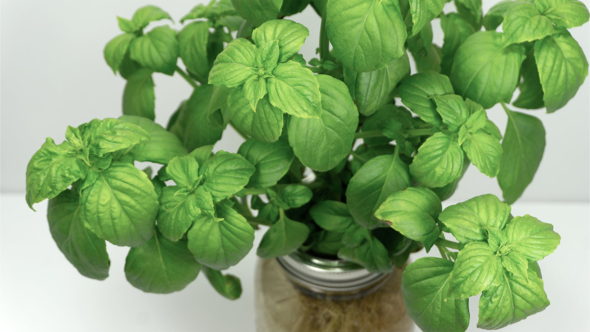 Lemon Basil image 1
