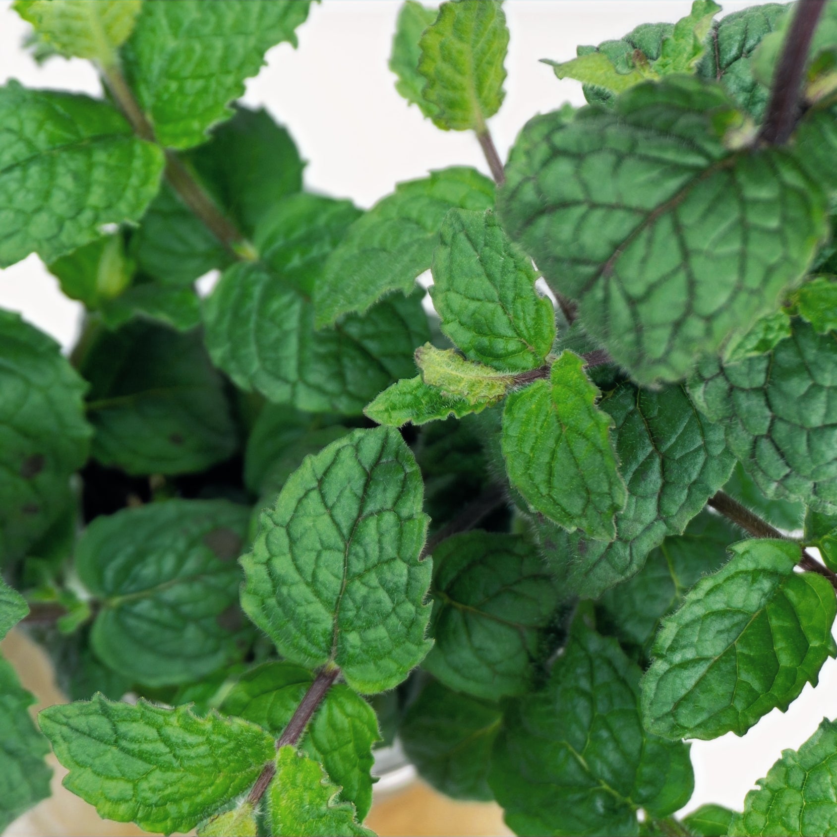 Pepper Mint image 1