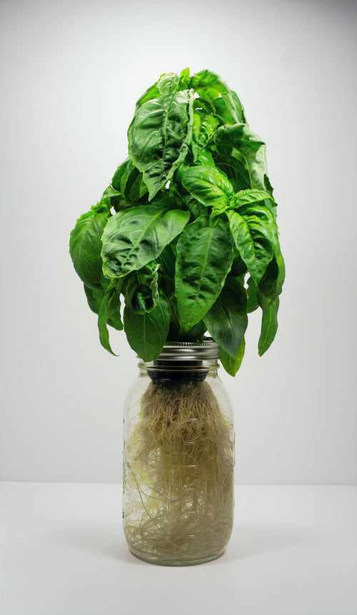 Italian Large Leaf Basil image 0