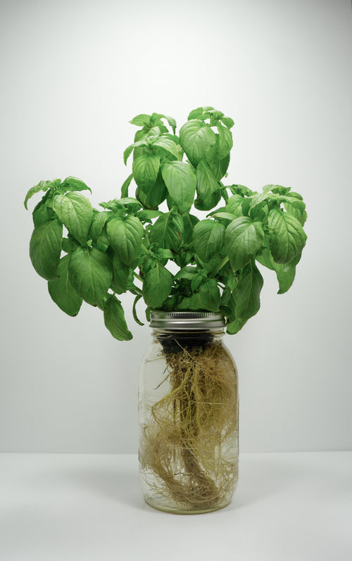 Lemon Basil image 0