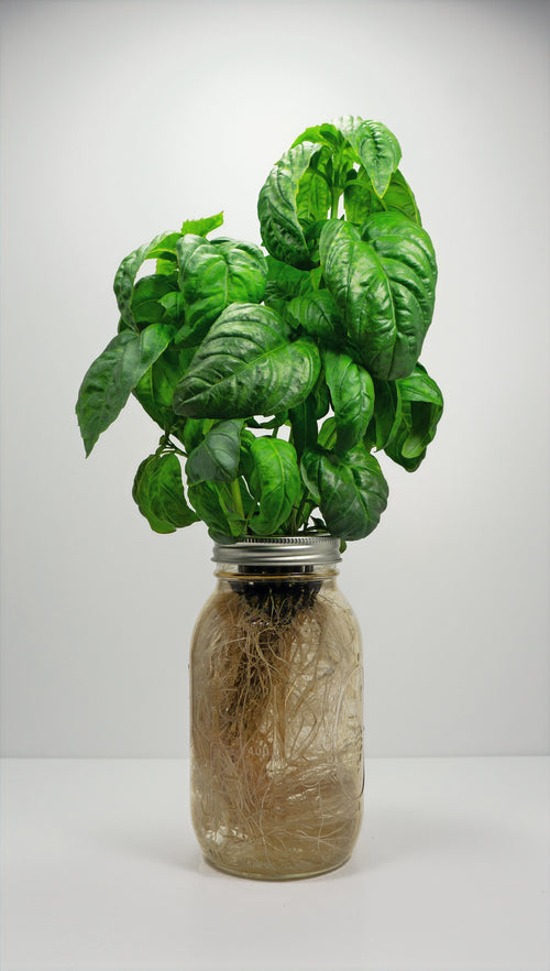 Genovese Basil image 0