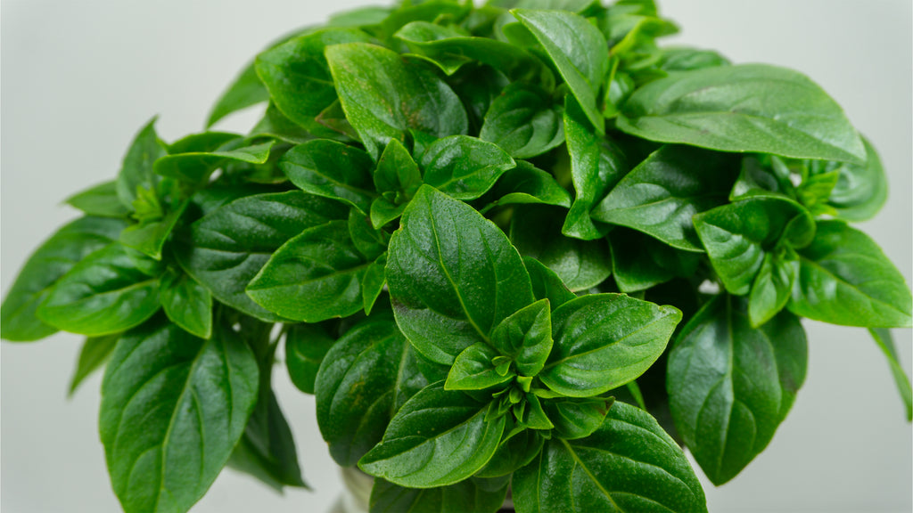 Spicy Globe Basil image 1